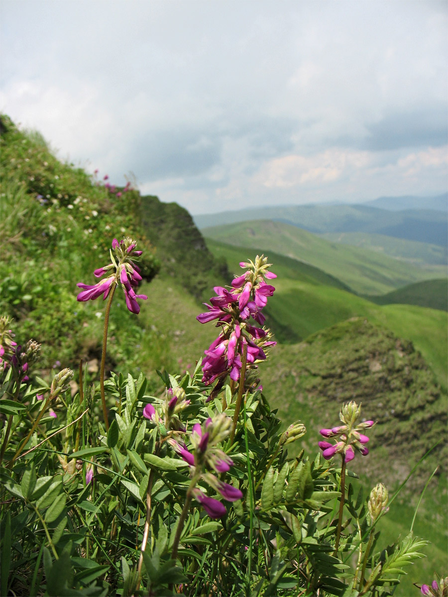 Изображение особи Hedysarum hedysaroides.