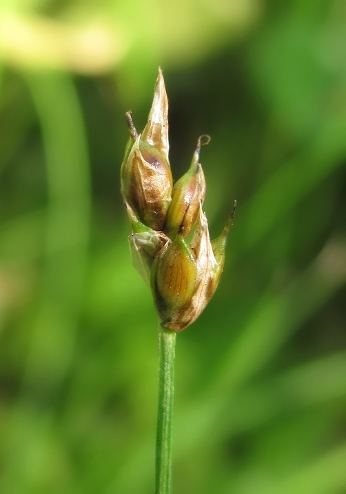 Image of Carex chordorrhiza specimen.