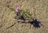 Spergularia rubra. Цветущие и плодоносящие растения. Пермский край, Оханский р-н, Кунчурихинский бор, песчаная лесная дорога вдоль смешанного леса. 28.08.2018.