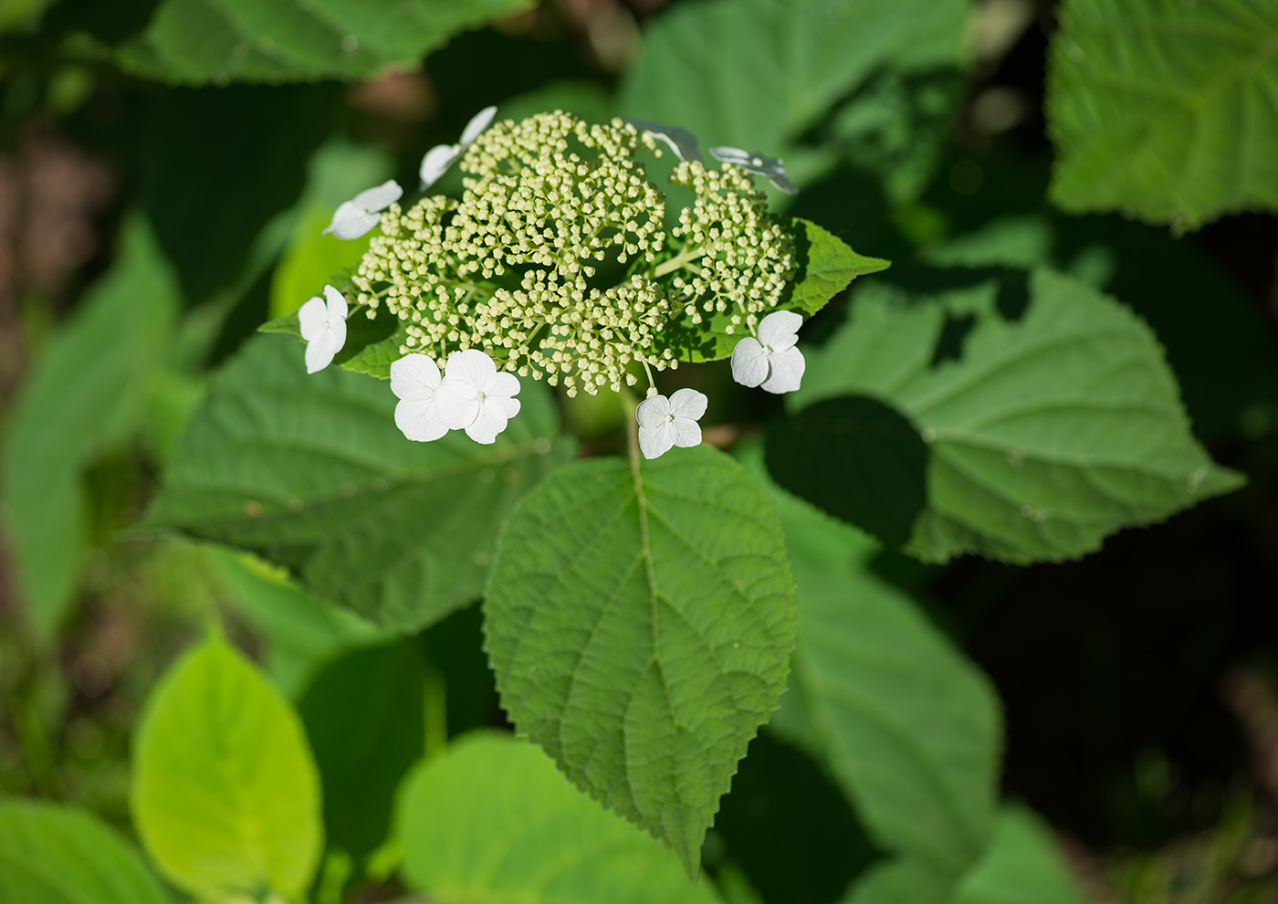 Image of Hydrangea arborescens specimen.