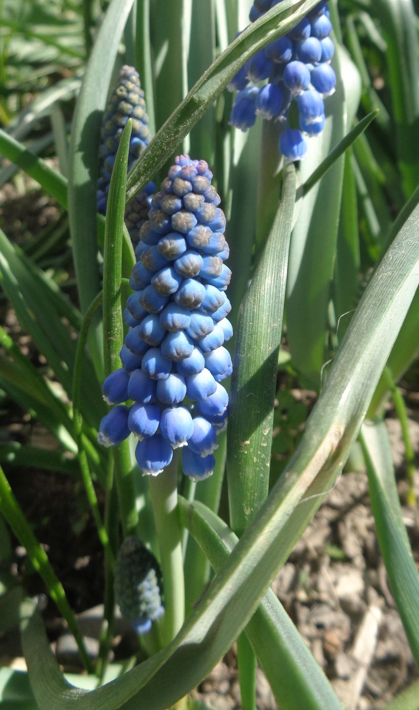 Image of Muscari armeniacum specimen.