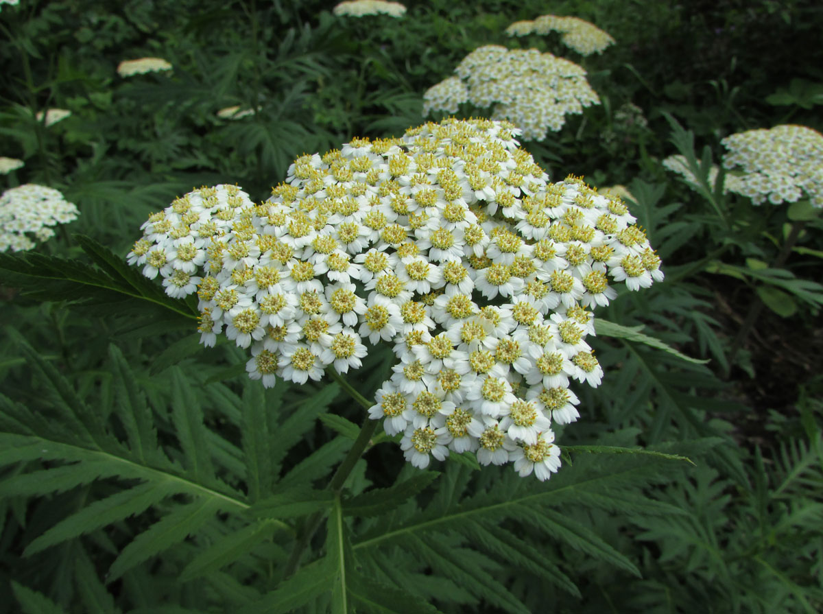 Изображение особи Pyrethrum macrophyllum.