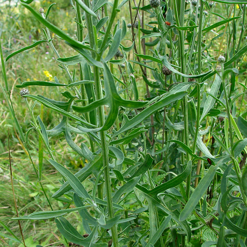 Image of Centaurea apiculata specimen.