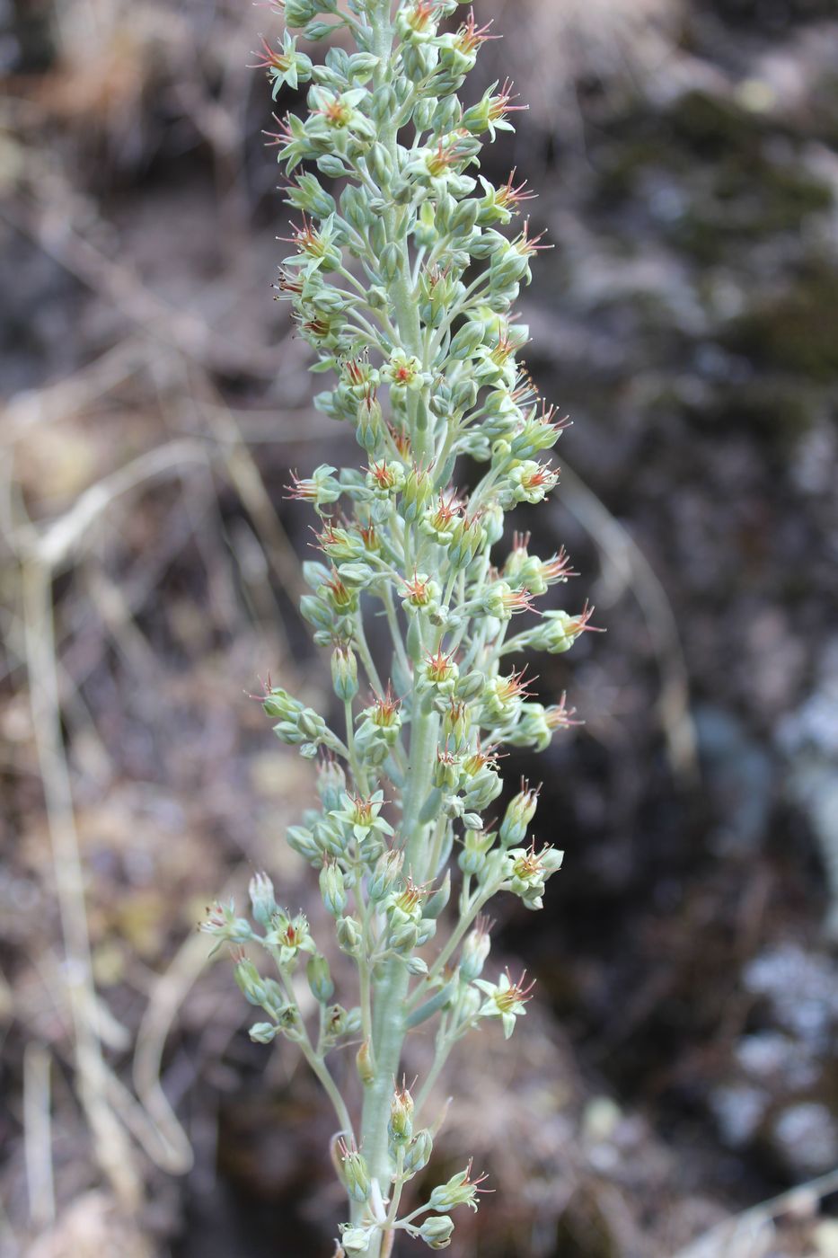 Изображение особи Rosularia subspicata.