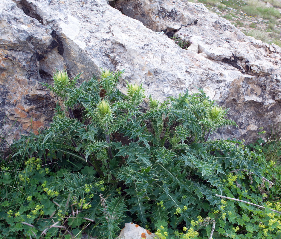 Image of genus Cirsium specimen.