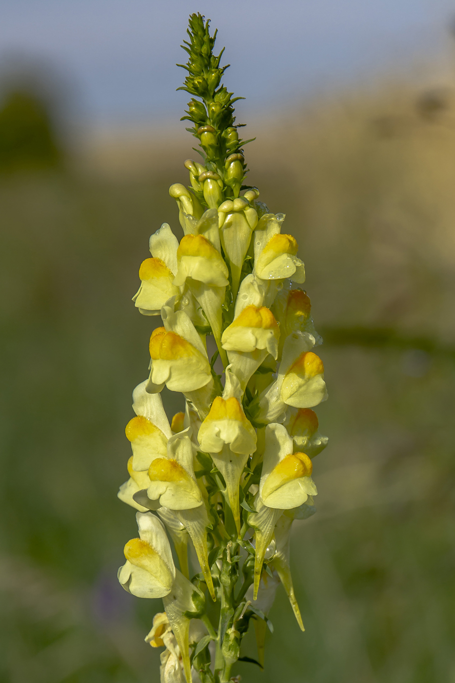 Изображение особи Linaria ruthenica.