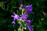 Campanula latifolia. Верхушка растения с цветками. Адыгея, Майкопский р-н, природный парк Большой Тхач, 2050 м н.у.м., субальпийский луг. 31.07.2016.