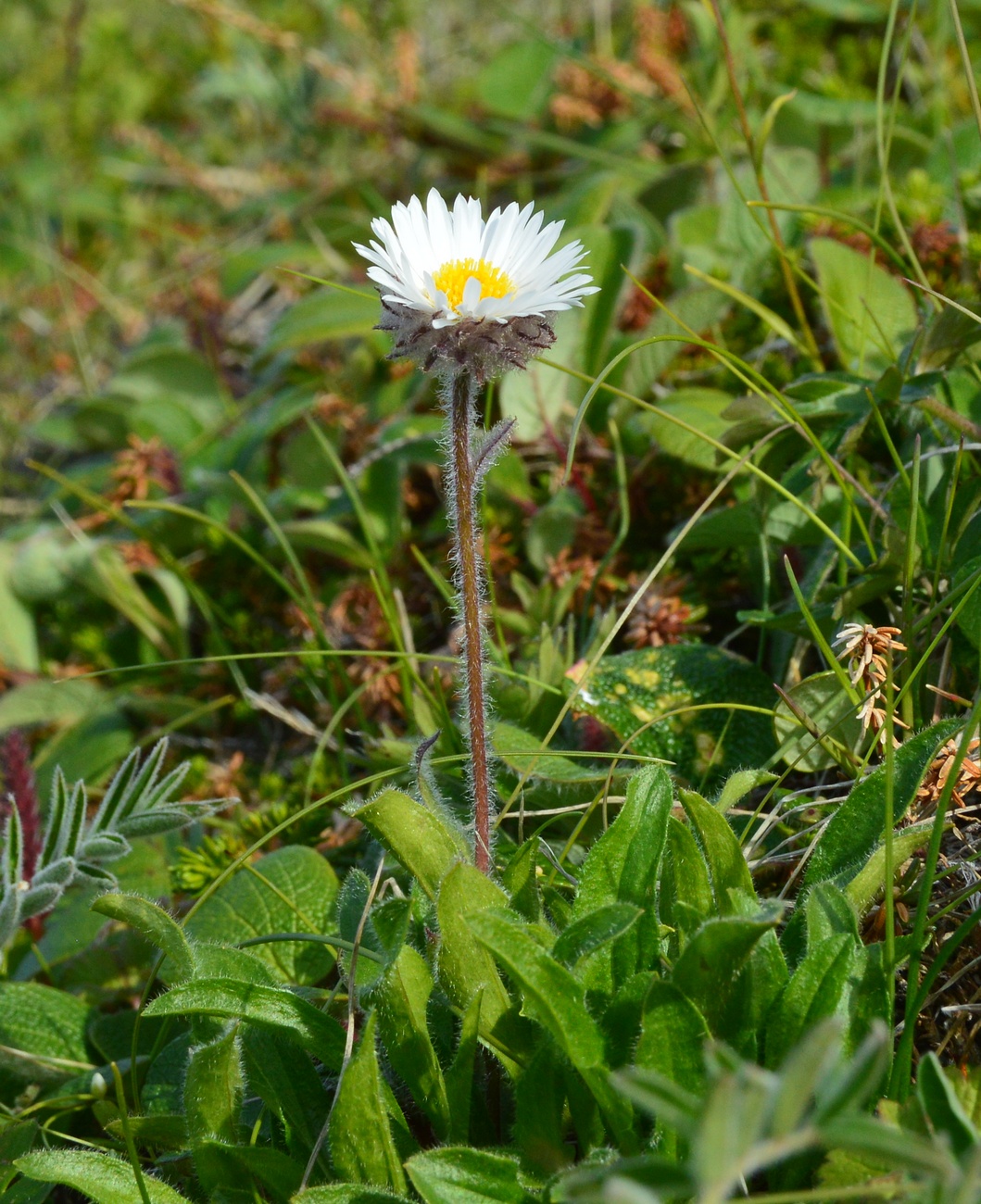 Изображение особи Erigeron eriocephalus.