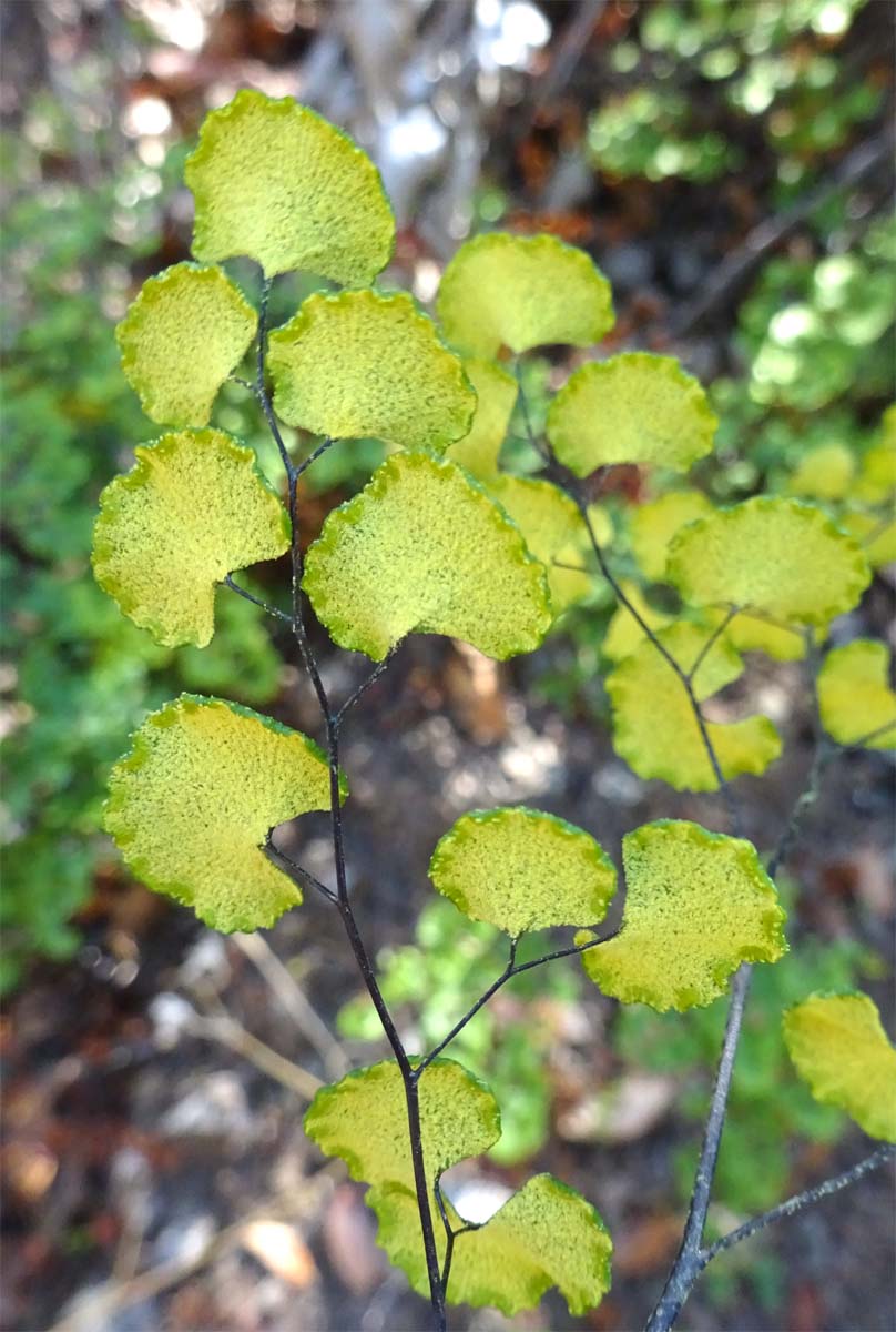 Изображение особи Adiantum sulphureum.