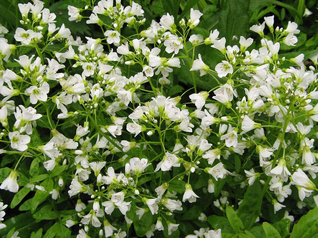 Изображение особи Cardamine amara.