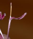 Barnadesia dombeyana. Цветок. Перу, г. Лима, ботанический сад Национального Аграрного университета. 07.10.2019.