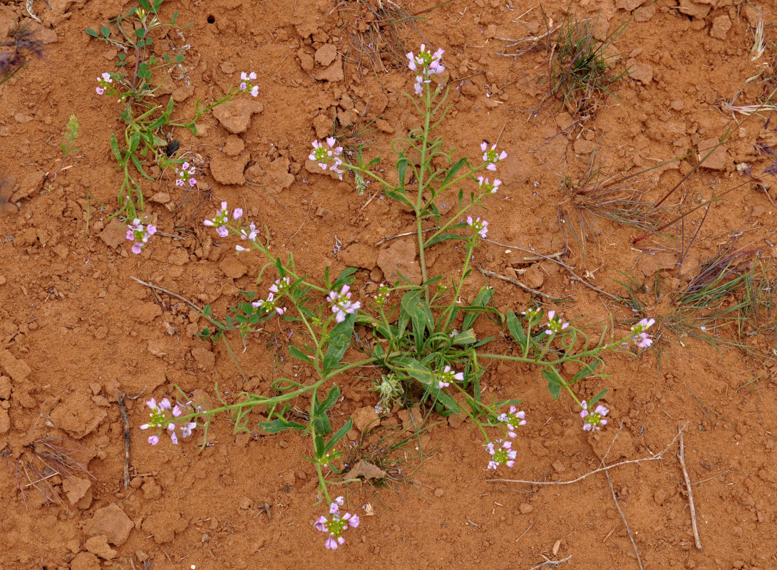 Image of Neotorularia contortuplicata specimen.