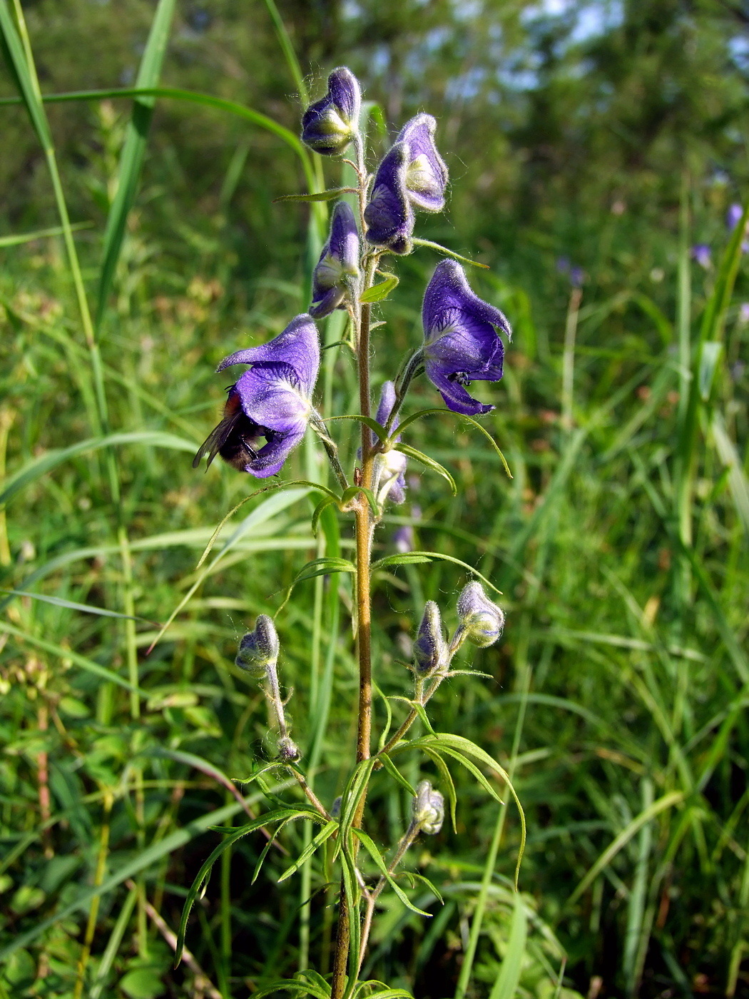 Image of Aconitum delphiniifolium specimen.