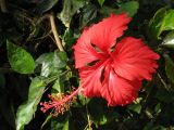 Hibiscus rosa-sinensis