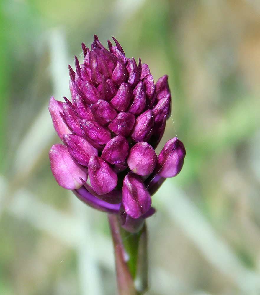 Image of Anacamptis pyramidalis specimen.