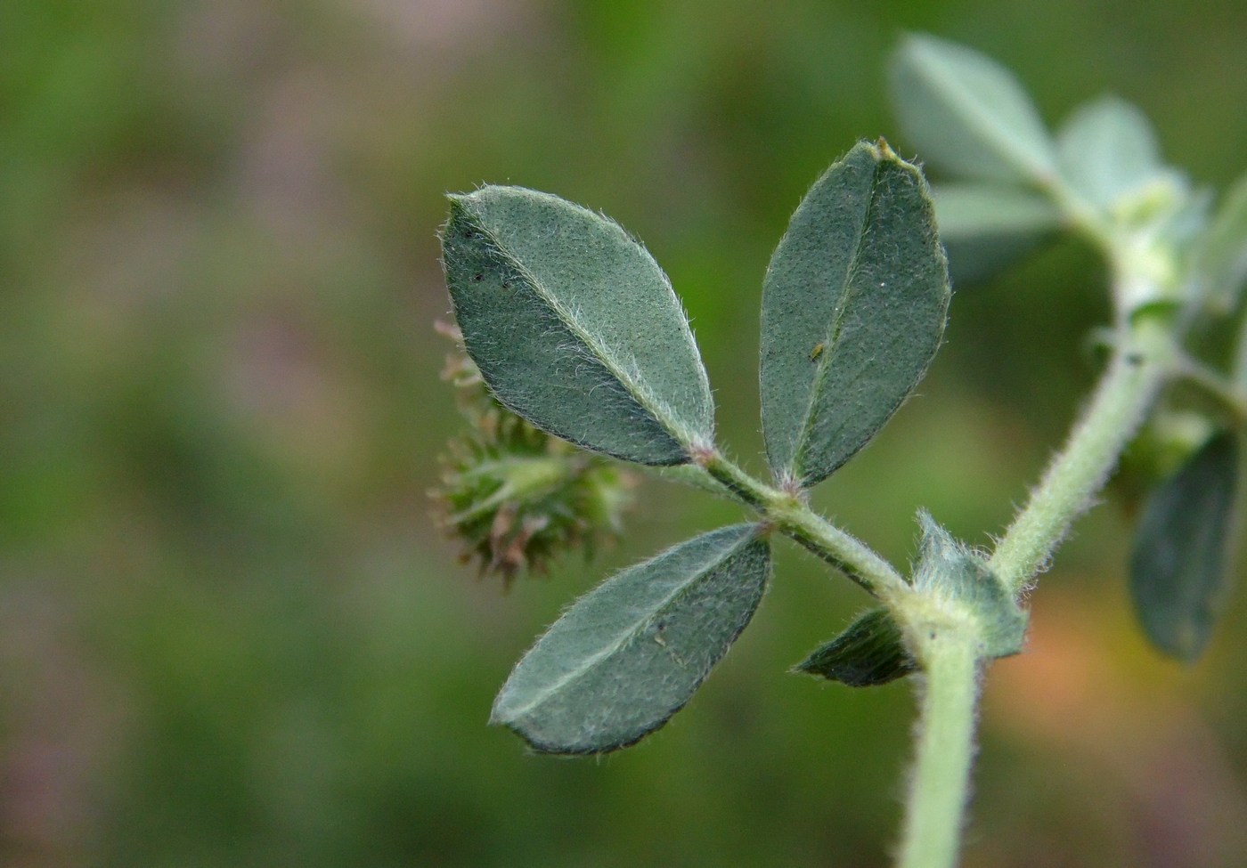 Изображение особи Medicago minima.