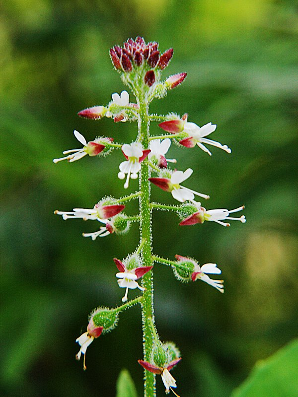 Изображение особи Circaea lutetiana ssp. quadrisulcata.