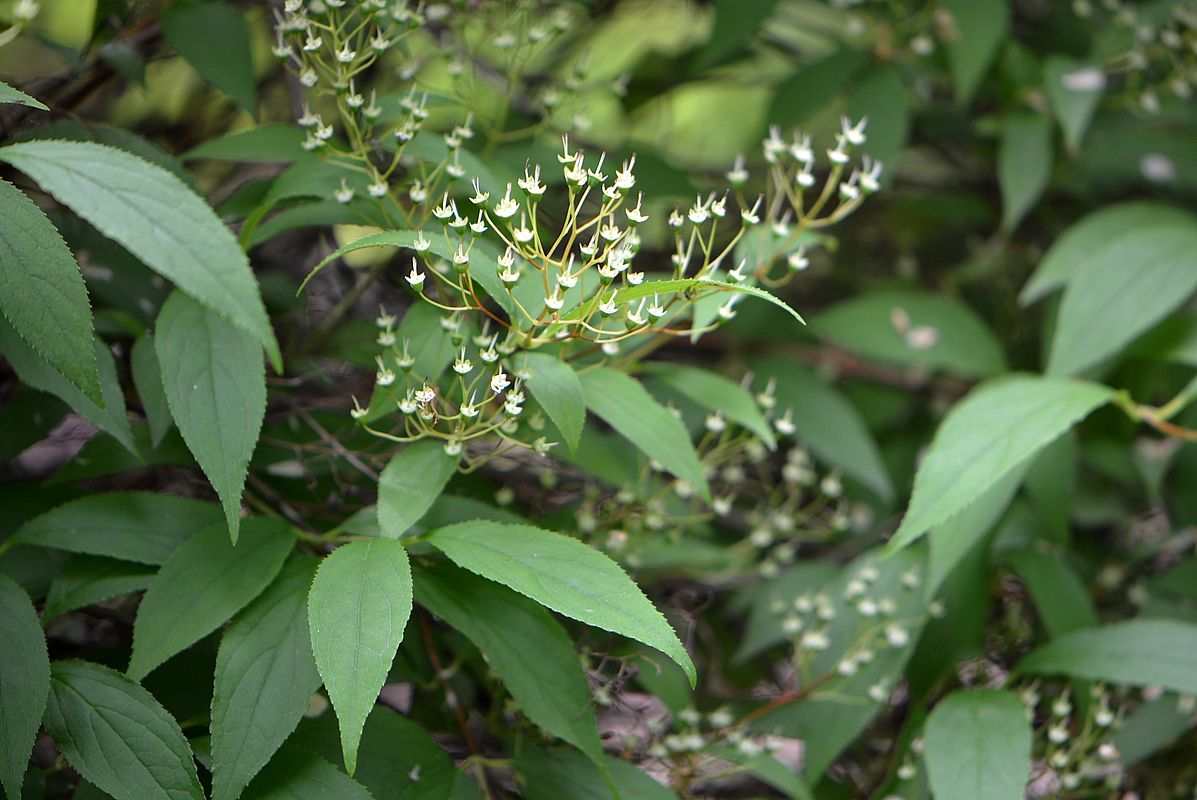 Image of Deutzia &times; lemoinei specimen.