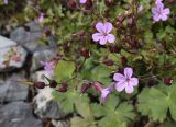 Geranium robertianum. Верхушки побегов с цветками и завязавшимися плодами (в нижней части снимка листья Geranium molle). Франция, регион Окситания, департамент Восточные Пиренеи, округ Сере, коммуна Пратс-де-Мольо-ла-Преста, окр. перевала Коль-де-Арес (1513 м н.у.м), среди обломков камней на пологом участке склона северной экспозиции. 24.09.2020.