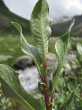 Salix pantosericea. Верхушка побега. Кабардино-Балкария, Эльбрусский р-н, ок. 2650 м н.у.м., берег р. Ирикчат. 06.07.2020.