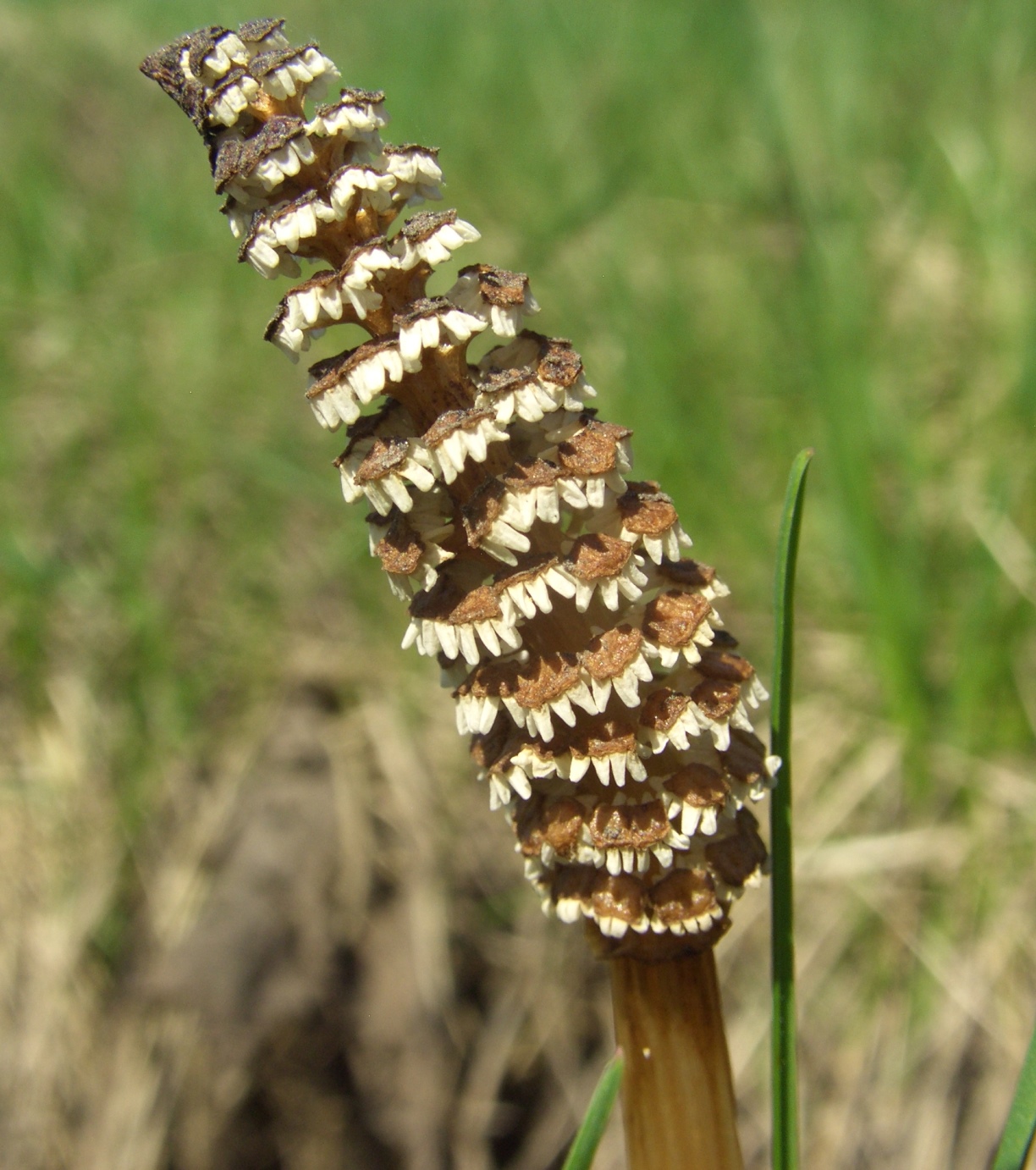 Image of Equisetum arvense specimen.