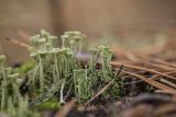 род Cladonia