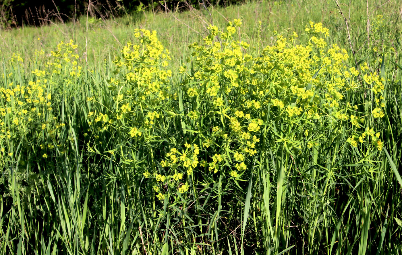 Изображение особи Euphorbia virgata.