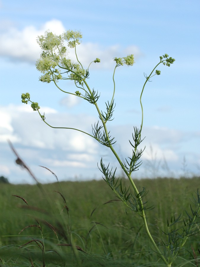 Изображение особи Thalictrum lucidum.