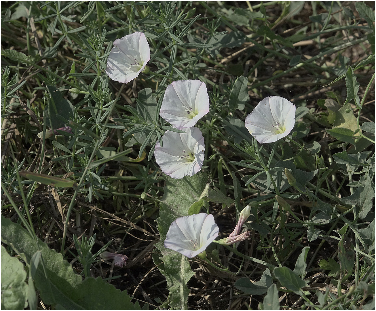 Изображение особи Convolvulus arvensis.