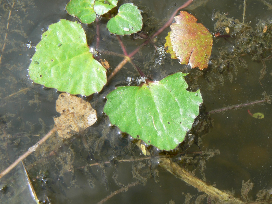 Image of Trapella sinensis specimen.