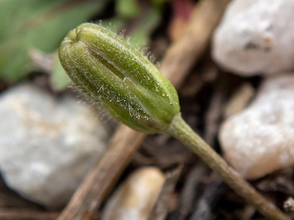 Image of Crepis rubra specimen.