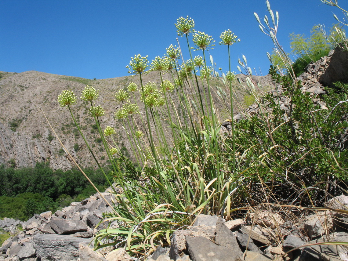 Image of Allium eriocoleum specimen.