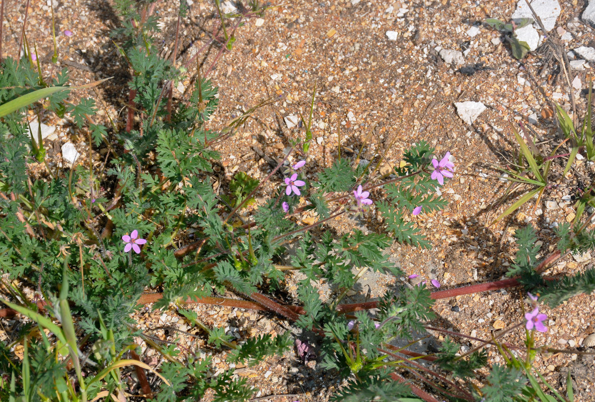 Image of Erodium cicutarium specimen.