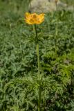 Pulsatilla aurea