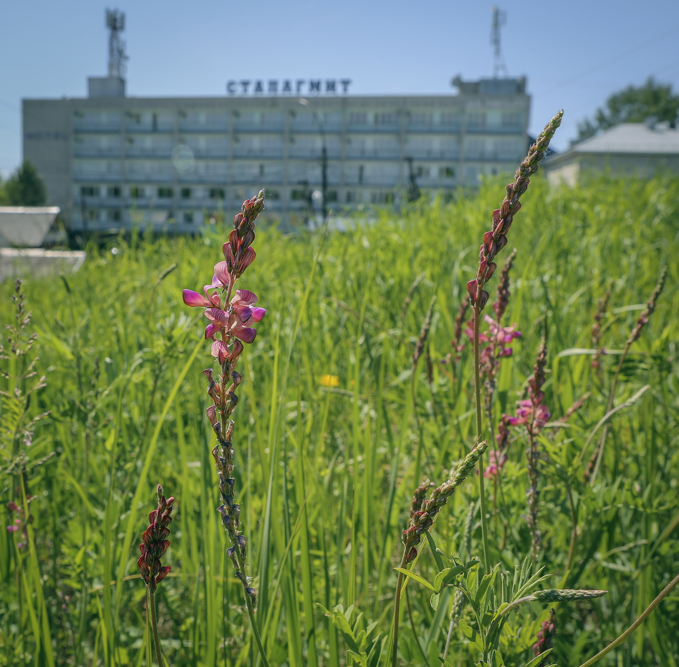 Изображение особи Onobrychis sibirica.