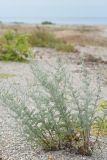 Artemisia santonicum. Вегетирующее растение. Крым, Арабатская стрелка, ракушечный пляж. 10 августа 2021 г.