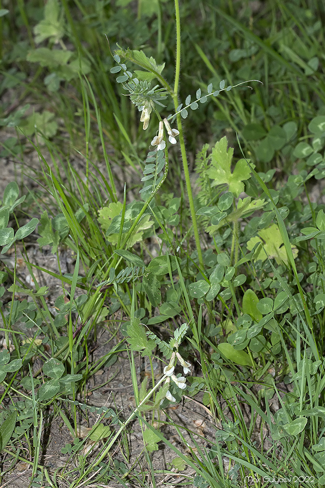 Изображение особи Vicia pannonica.