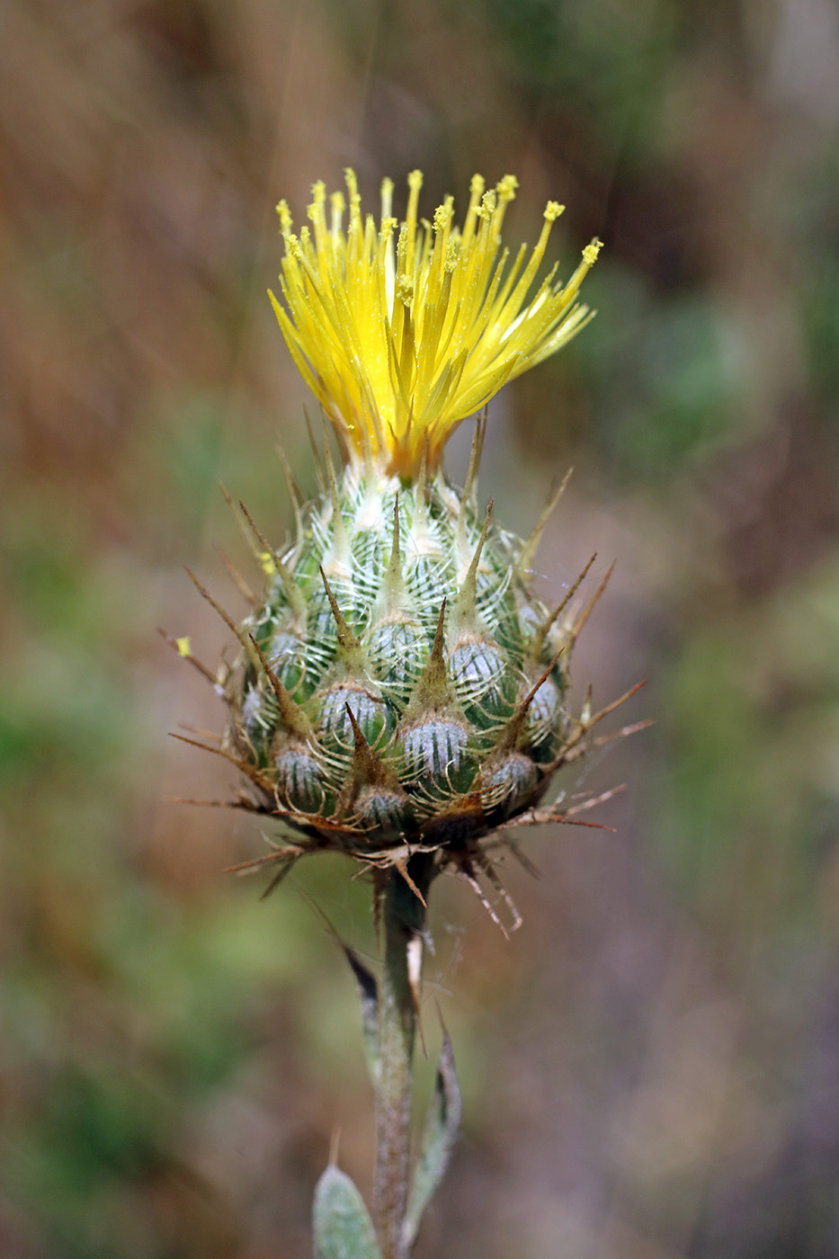 Image of Stizolophus balsamita specimen.