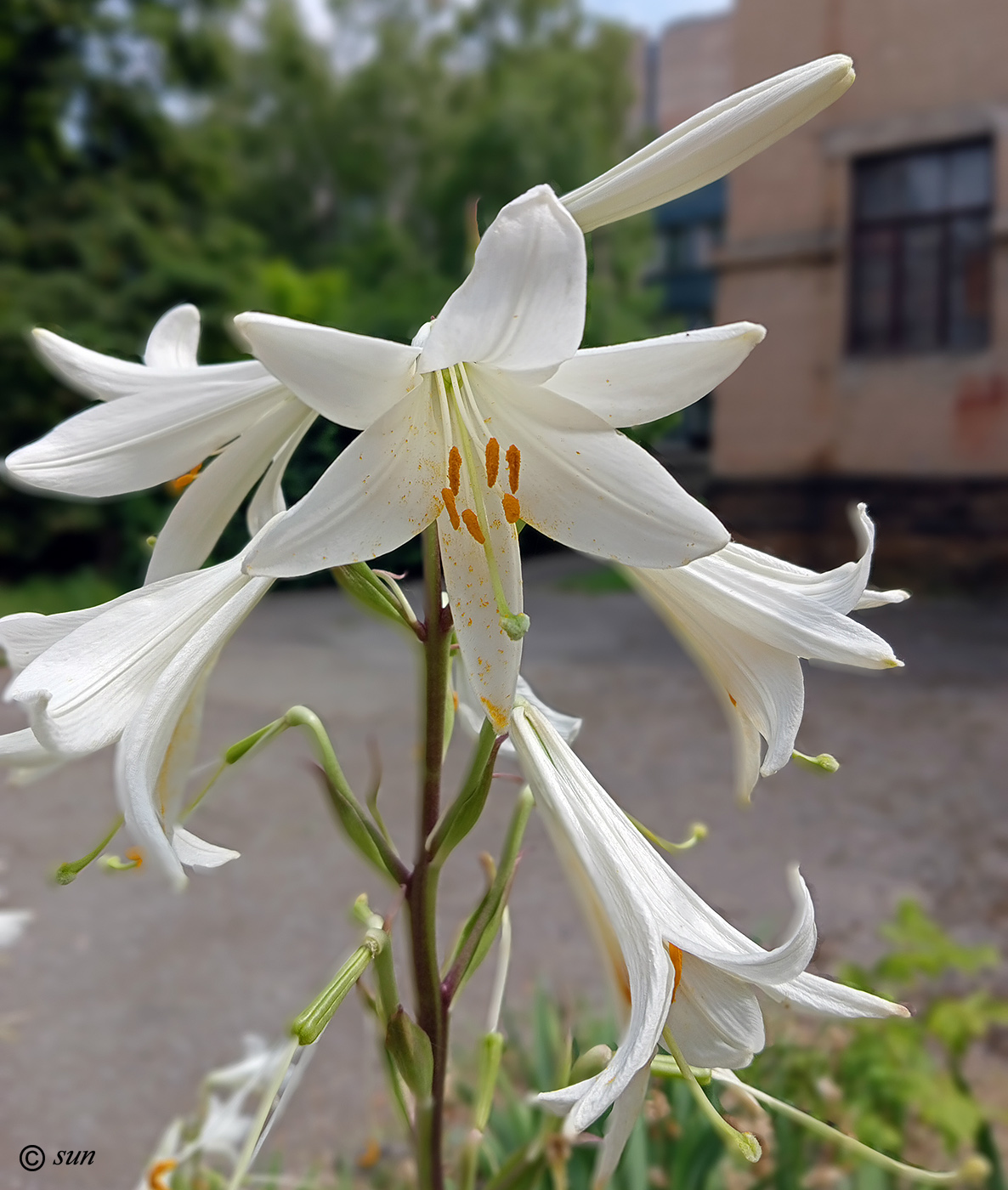 Image of Lilium candidum specimen.