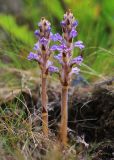 Orobanche coerulescens. Цветущие растения. Приморский край, Ольгинский р-н, зал. Владимира, между бухтами Южная и Средняя, обочина дороги. 07.07.2022.