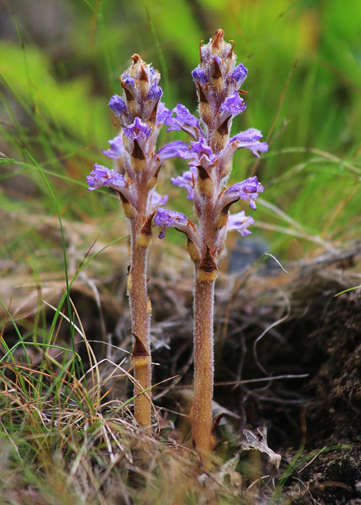 Image of Orobanche coerulescens specimen.