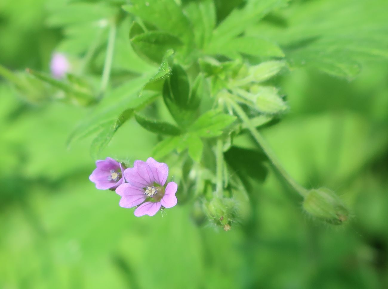 Изображение особи Geranium pusillum.