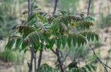 Ailanthus altissima. Верхушка ветви. Дагестан, Кумторкалинский р-н, бархан Сарыкум, подножие бархана. 30.04.2022.