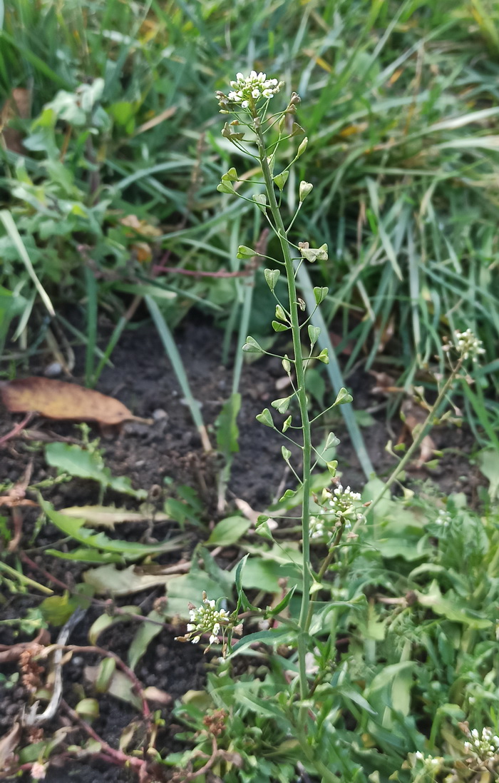 Изображение особи Capsella bursa-pastoris.