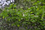 Crataegus monogyna