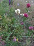 Trifolium montanum