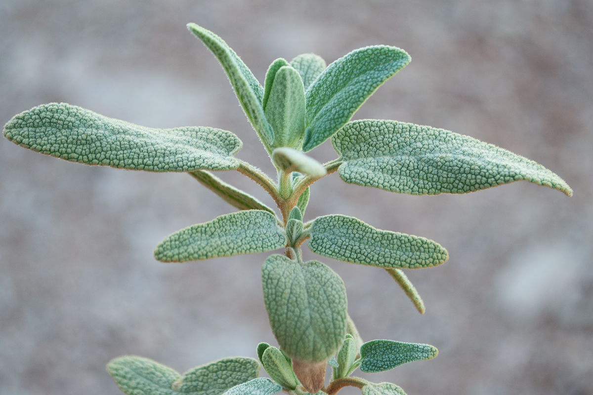 Image of Phlomis lycia specimen.