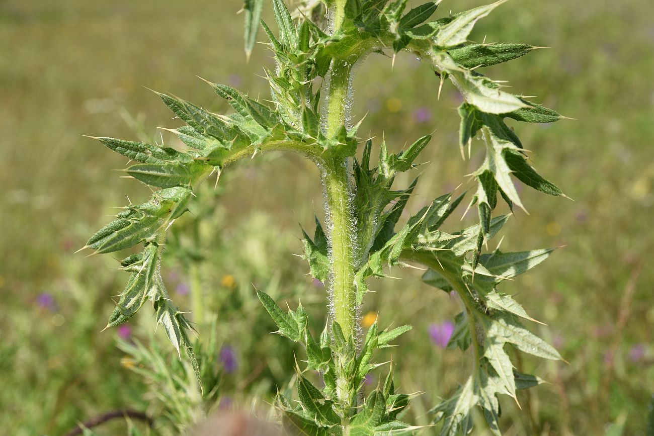 Image of Cirsium pugnax specimen.