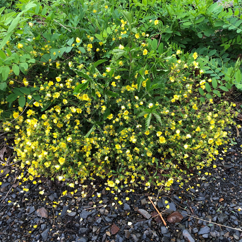 Image of genus Potentilla specimen.