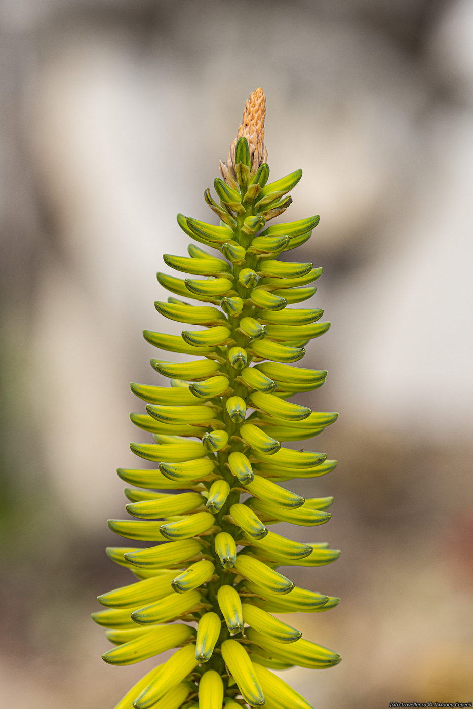 Image of Aloe vera specimen.